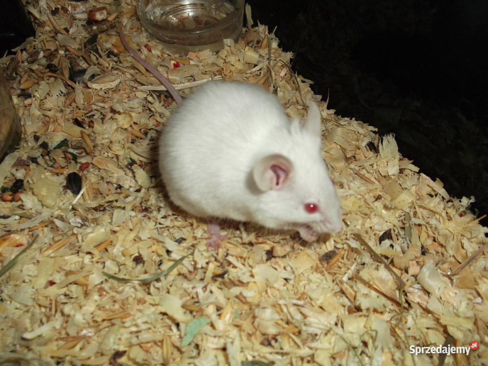 mysz Dąbrowa Górnicza