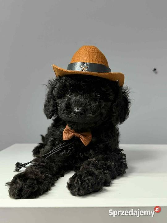 piesek pudel toy chlopiec Ełk