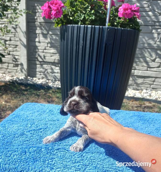 Cocker Spaniel Angielski Piesek