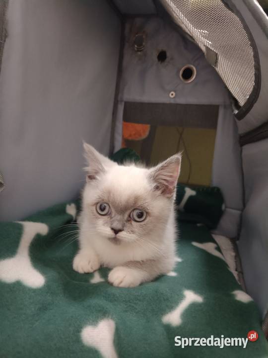 Kotka brytyjska point z rodowodem Brytyjski sprzedam