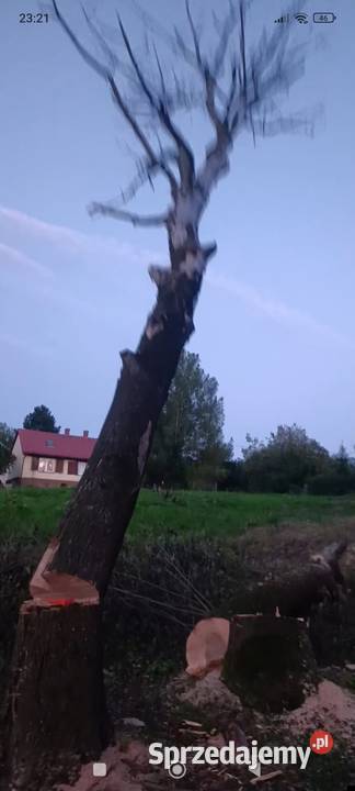 Koszenie trawy wycinka drzew Lipowa