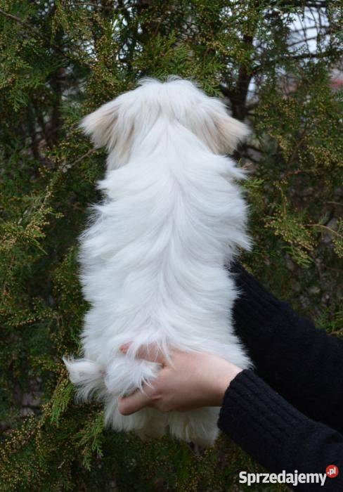 Maltańczyk MINI piesek miniaturka ZKwP kujawsko-pomorskie Toruń sprzedam