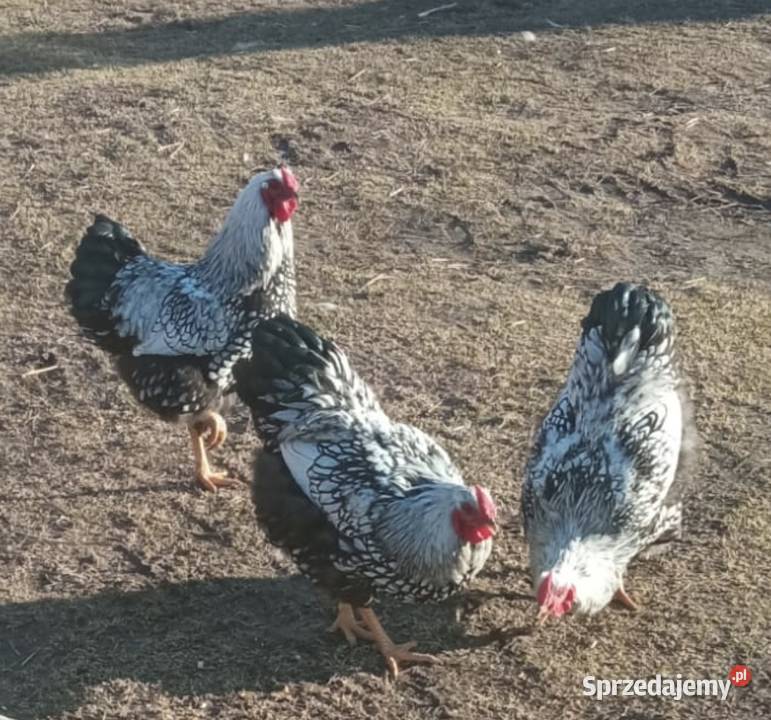 Koguty Wyandotte