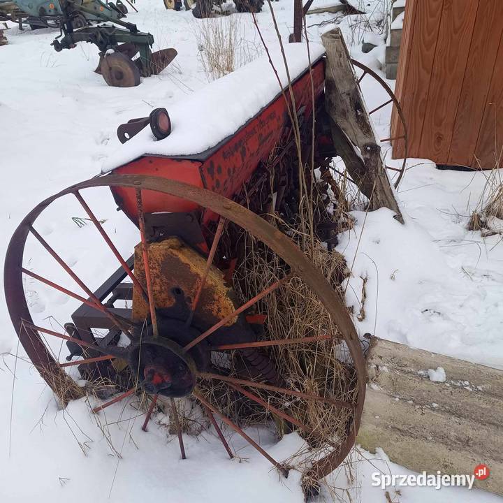 Siewnik nieuszkodzony Miedziana Góra