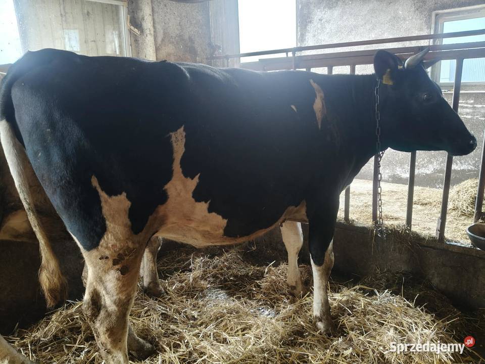 jałówki wysokocielne