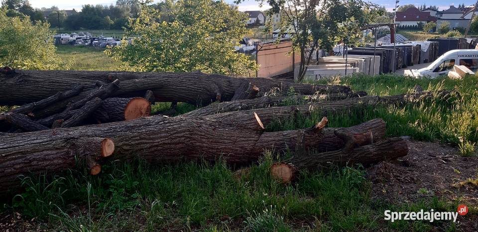 Kłody Dębowe zdrowe niesezonowane ponad 7 m3 śląskie Dankowice