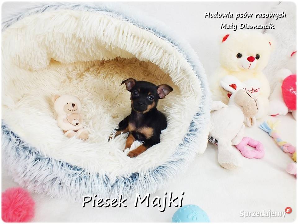 Pinczer miniaturowy Ratlerek tzwsarenka MINI Żary