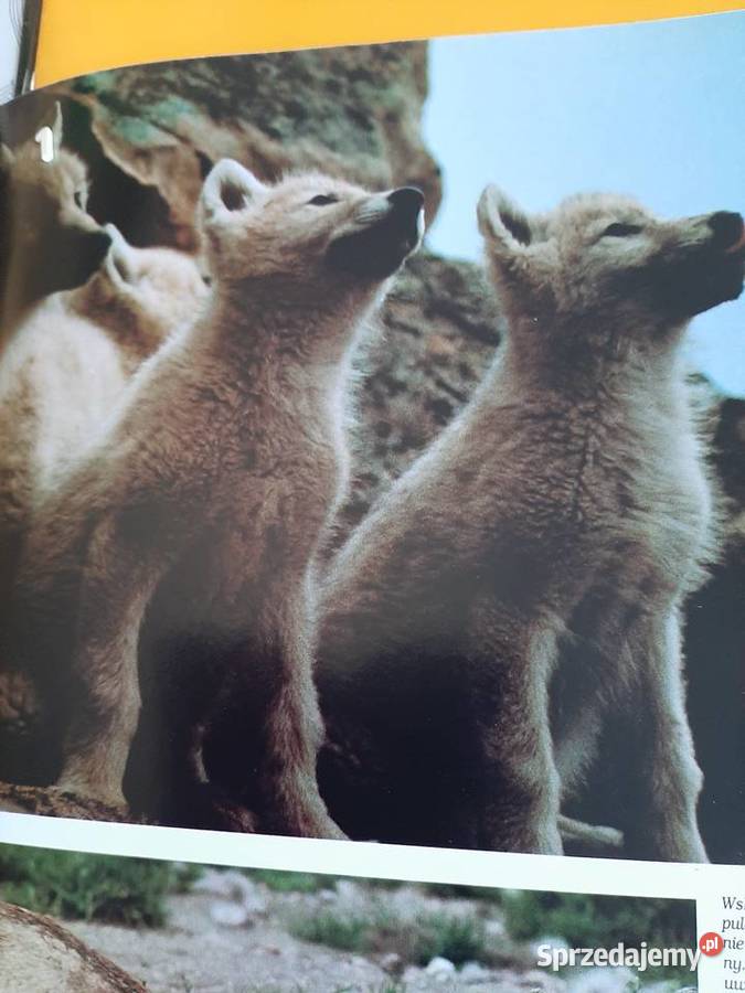 Swiat dzikich zwierząt Larousse