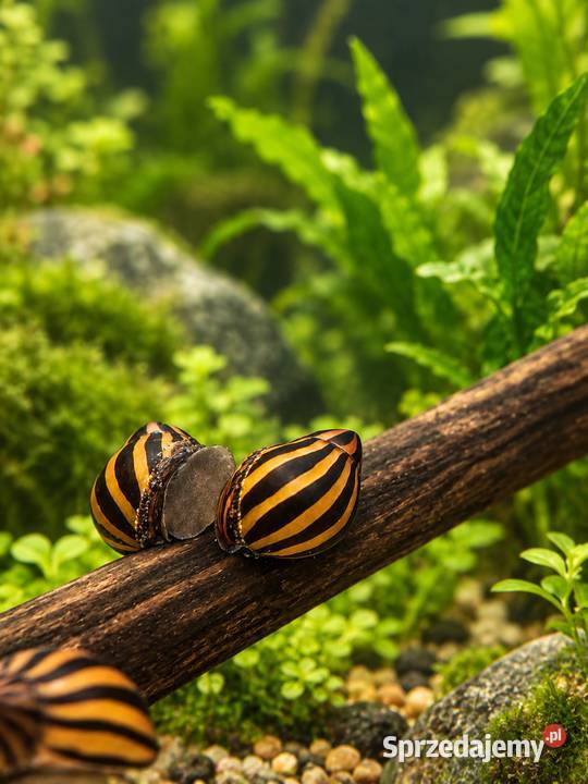 ŚLIMAK ZEBRA Piła