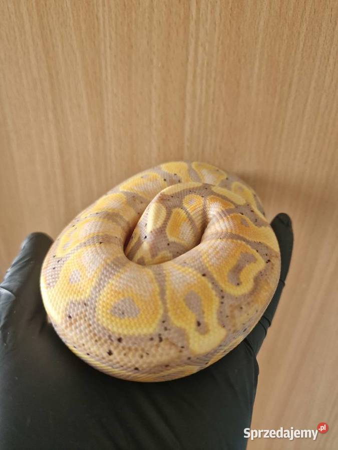 Pyton królewski python regius samiec dolnośląskie