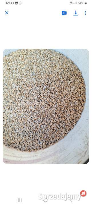 Sprzedam przenżyto wielkopolskie