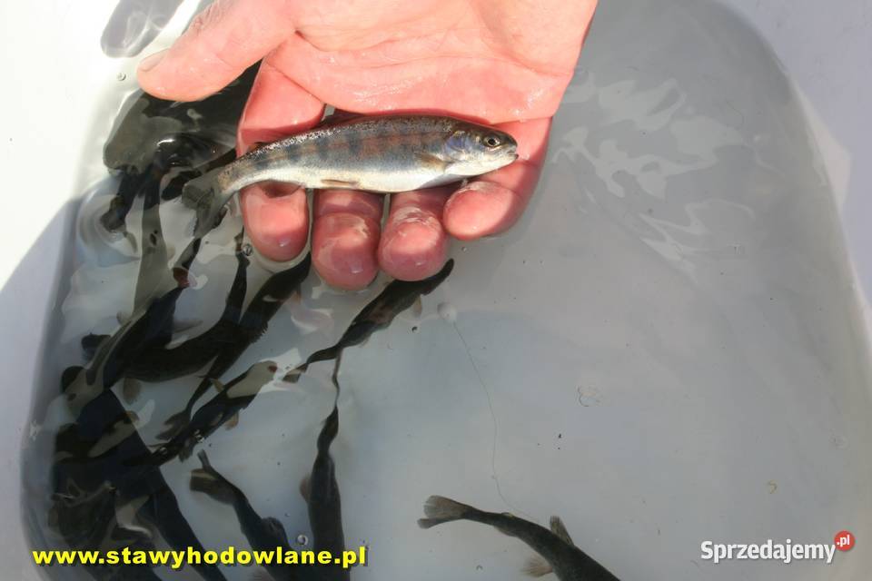 RYBY karp karaś jesiotr amur miętus szczupak