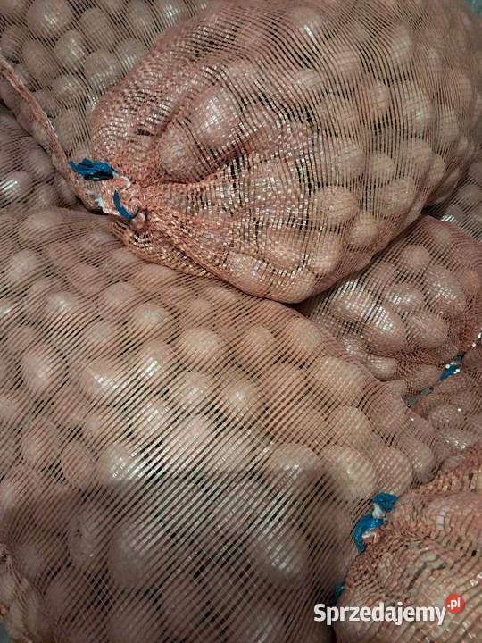 ziemniaki kaliber 356 Bellarosa Tajfun