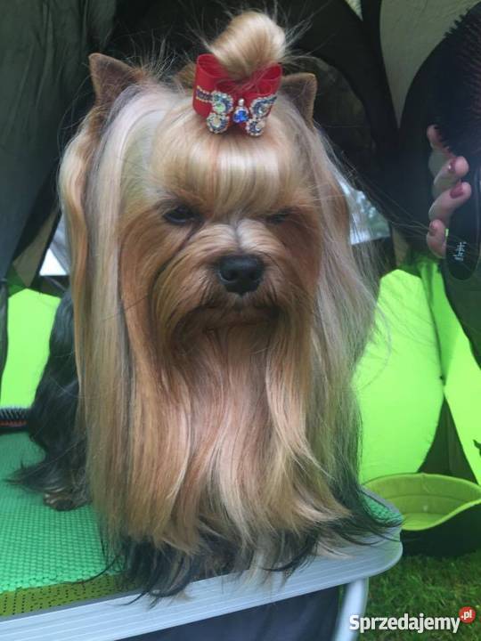 Szczenięta Yorkshire Terrier z rodowodem FCIZKwP Dąbrowa Górnicza