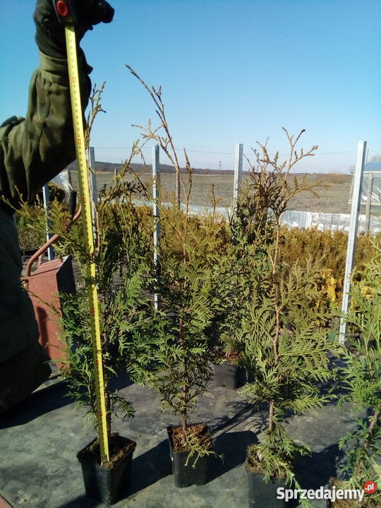 Tuja Brabant Idealna na żywopłot Super Tuje 6080 Bratwin