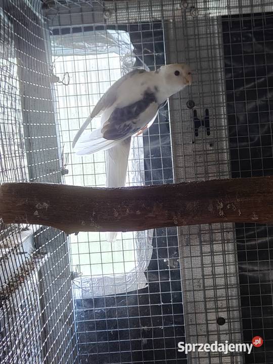 Rozella królewska szek para Ostrów Wielkopolski