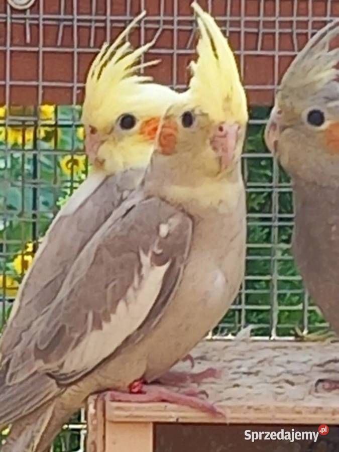 Papugi zmienią wolierę Pilawa