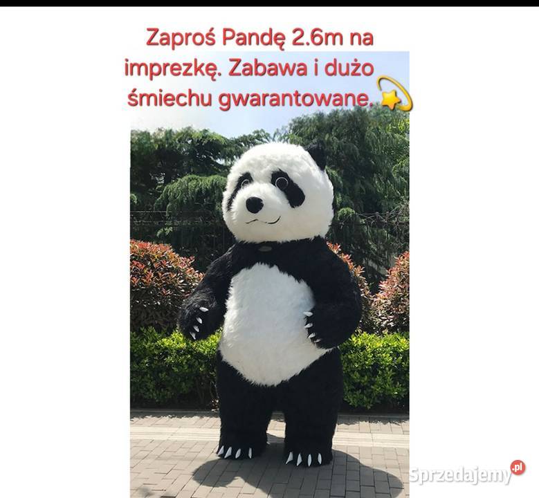 Wynajem Misia Pandy 26m