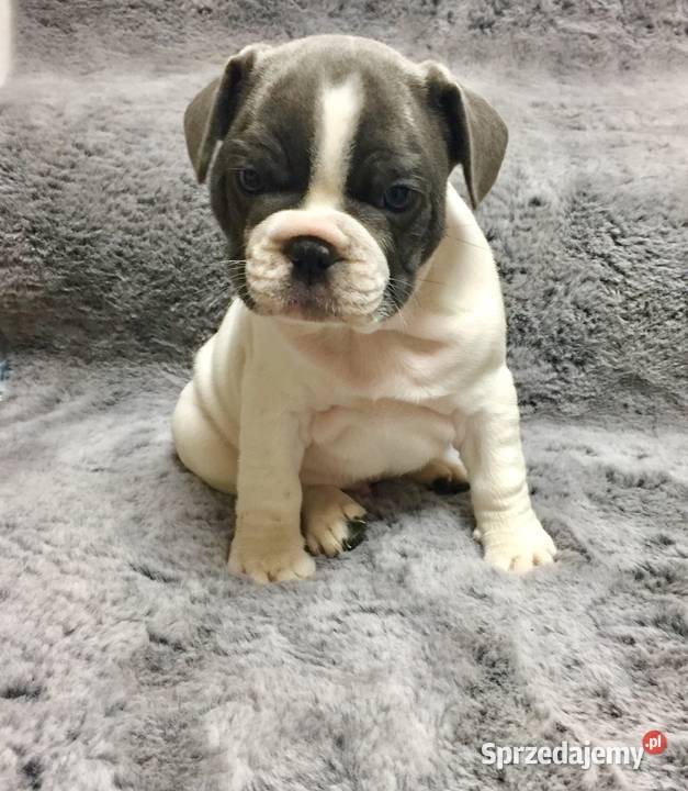 Buldog francuski szczeniaki małopolskie Przeciszów sprzedam
