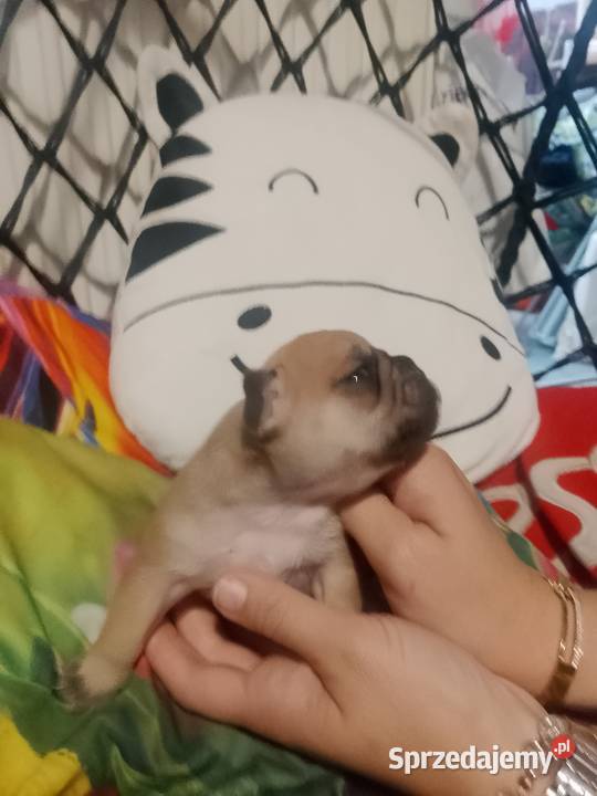 Buldog Francuski szczeniaki Buldog Białystok
