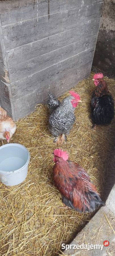 Młode koguty z wolnego wybiegu różne rasy Michów
