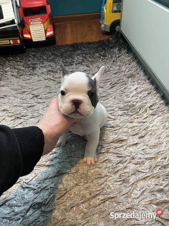 Buldogi Francuskie Zapraszamy