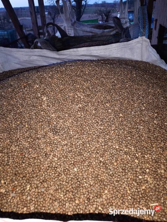 Łubin gorzki pomorskie