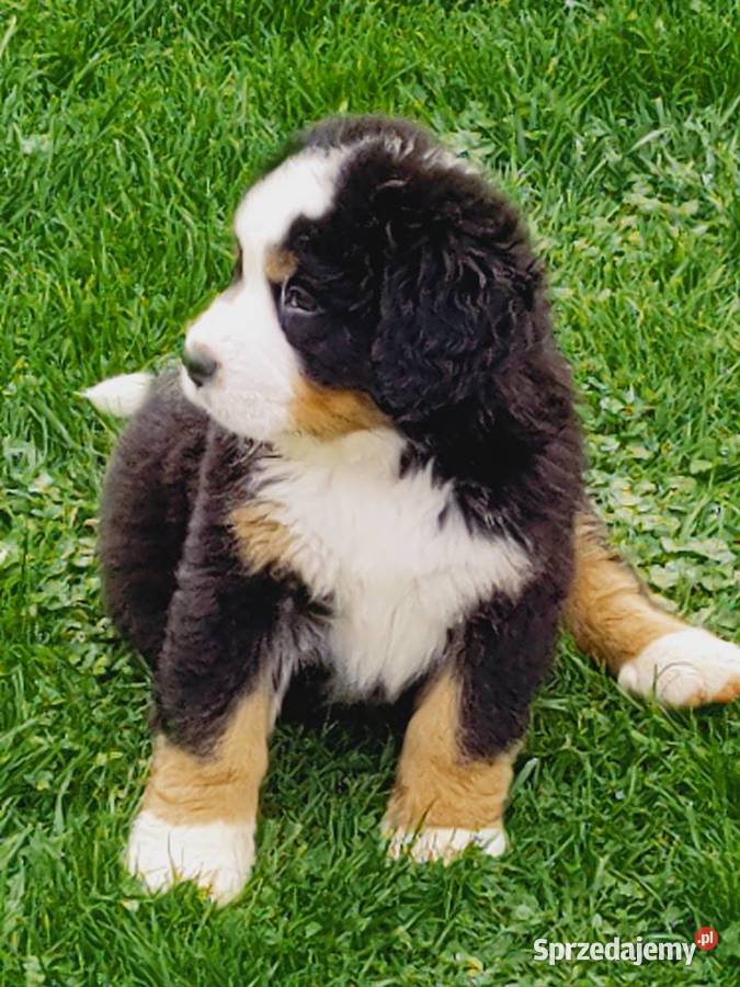 Sprzedam Pieski Berneński Pies Pasterski śląskie Pogwizdów