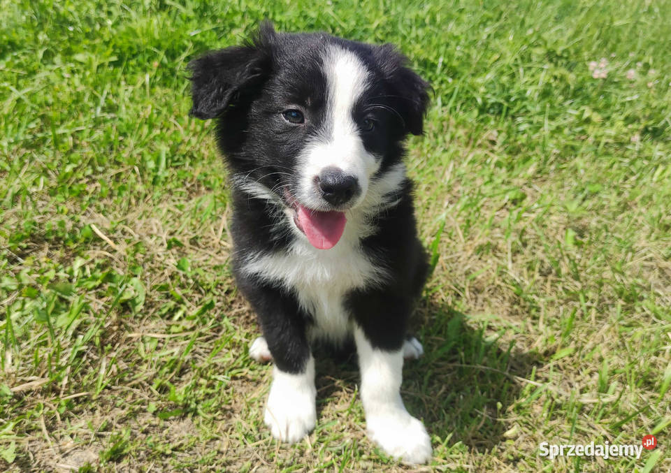 BORDER COLLIE z Hodowli Rasowy pies z pełną dok podkarpackie sprzedam