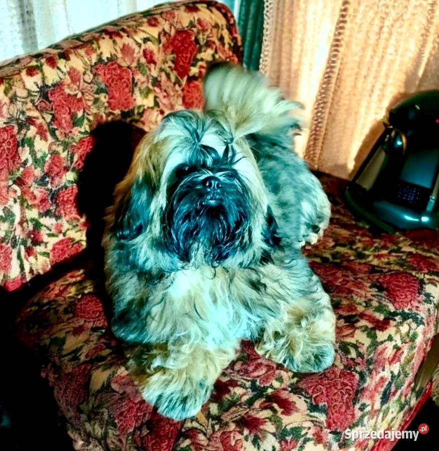 Shih tzu FCI szczeniak Piesek przepiękny