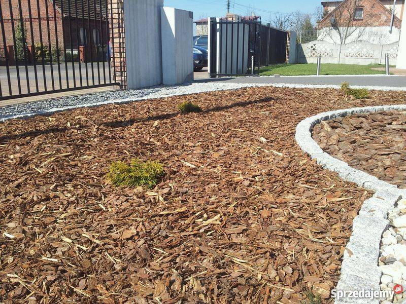 Kora sosnowa Warszawa Białołęka Warszawa