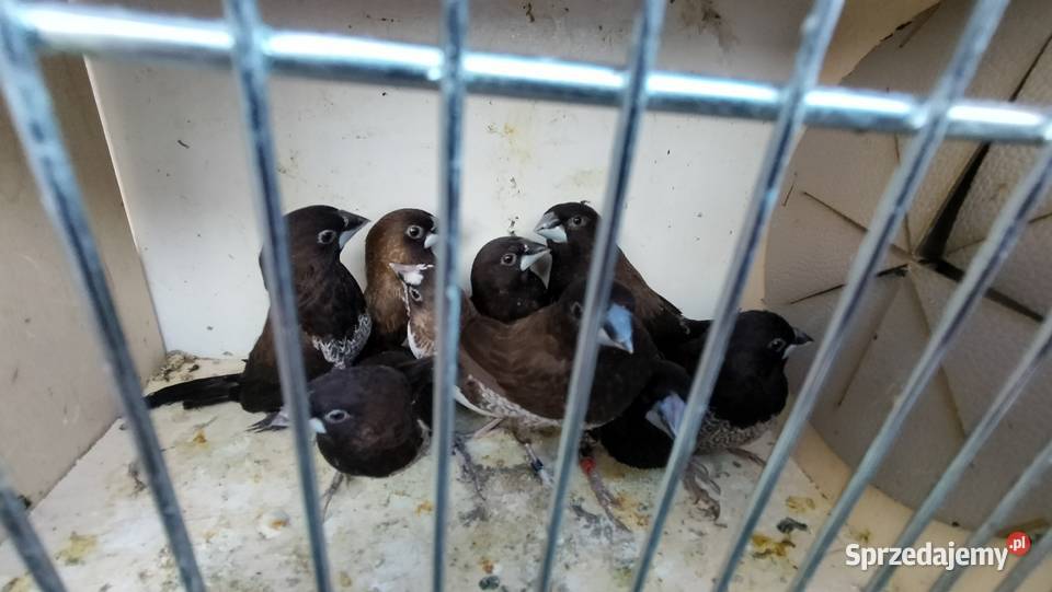 Rudosterki mnichy nizinne rozelle nierozłączki Pszczyna