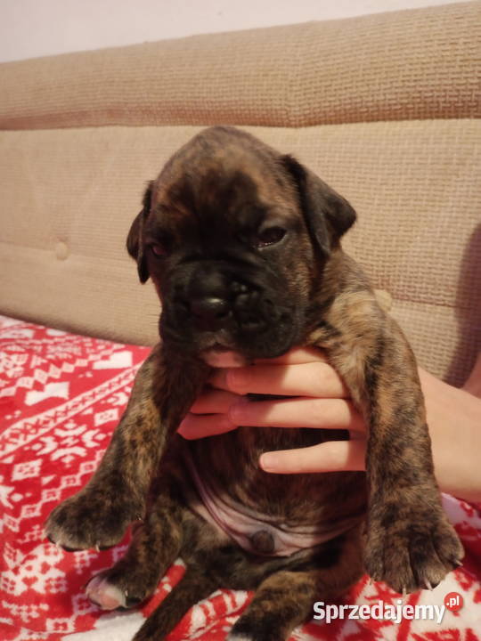 Bokserki łódzkie Łódź