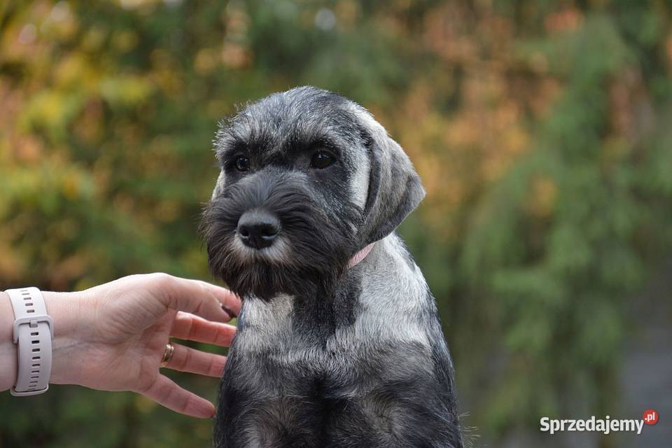 Sznaucer średni pieprz i sól ZKwP Gutków