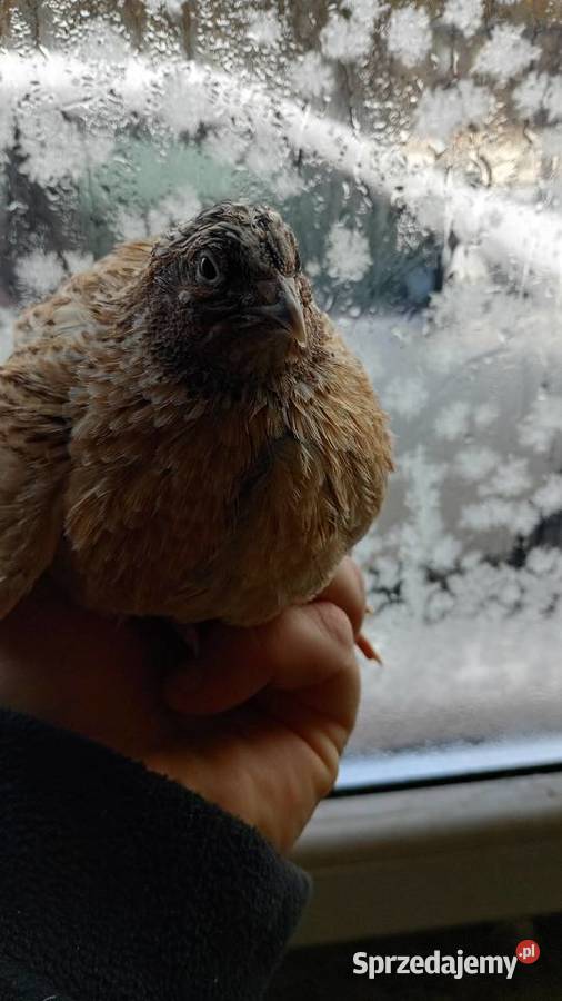 Samce przepirki sprzedam Busko-Zdrój