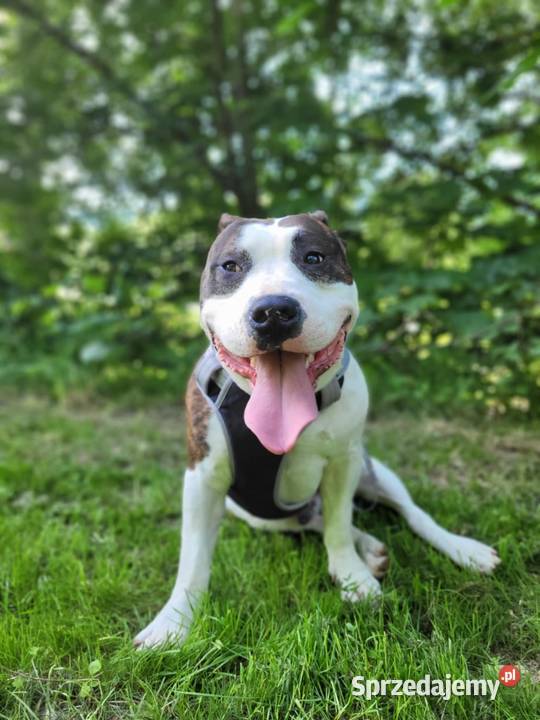 Sprzedam Amstaffa american staffordshire terrier Amstaff Jurków