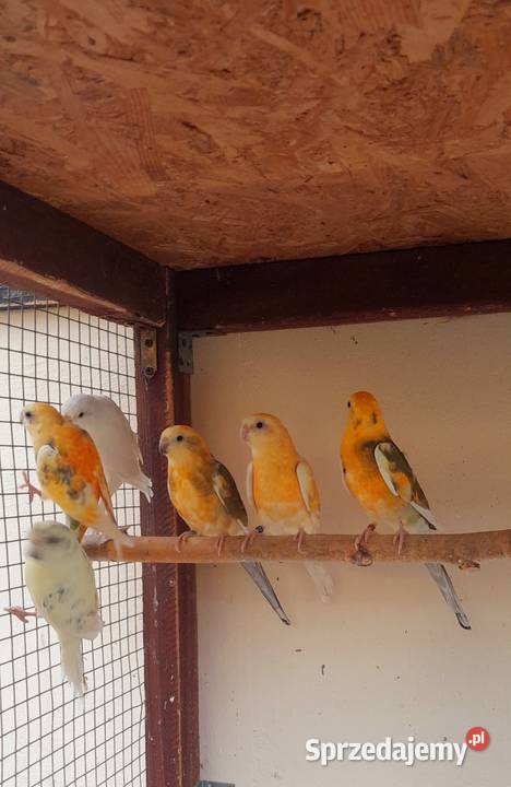 Sprzedam świergotki