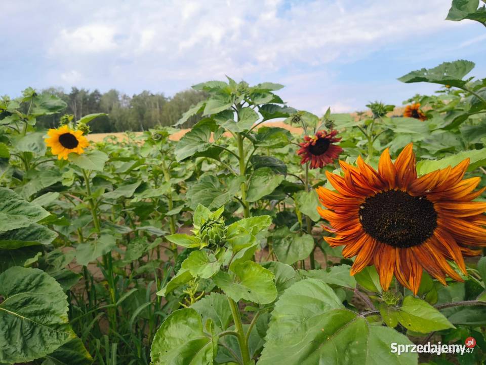 Piękne słoneczniki cięte 1 prosto z pola łódzkie Gzów