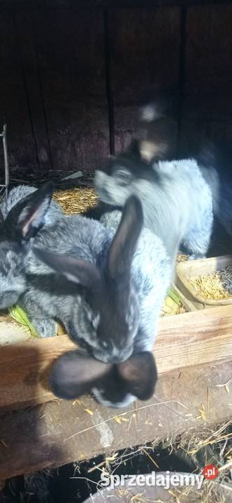 Króliki WJS lubelskie Michów