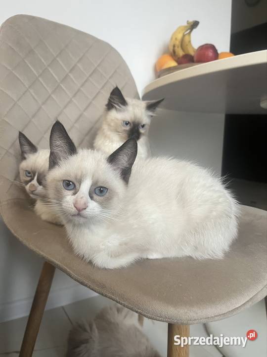 Kotki w typie rasy Ragdoll 13 tygodni kocurki lubelskie Chełm