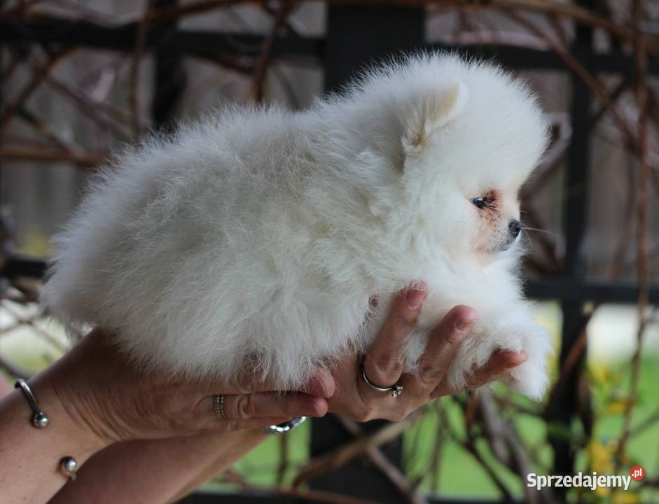 Pomeranian biały piesek XS FCI