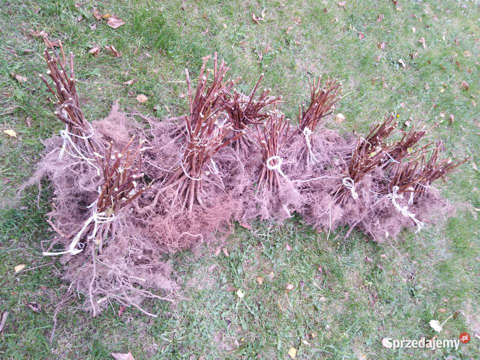 Sadzonki maliny Glen Ample i Polana Owocowe