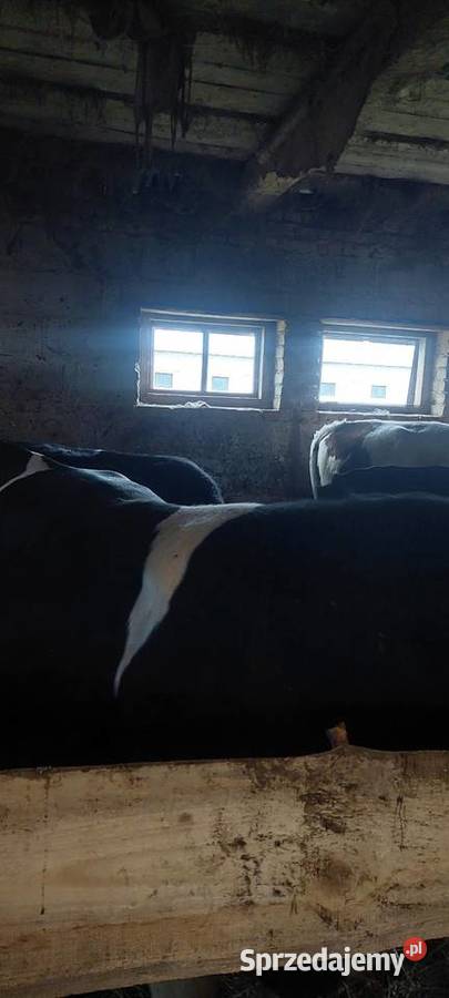 Byki Kalinówka Królewska