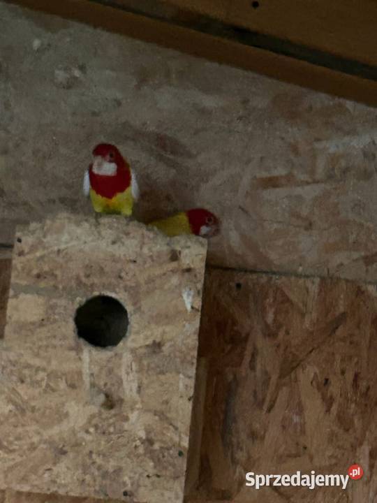 Rozelle Aleksandretty Cianowice