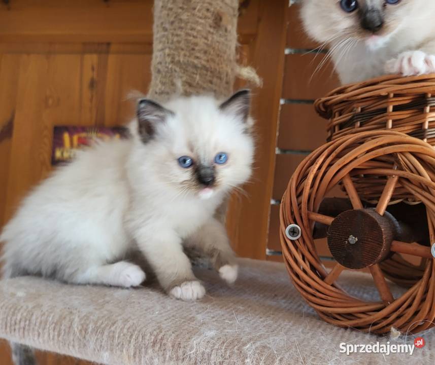Ragdoll Ragdolle Ragdollowo Piorunówek