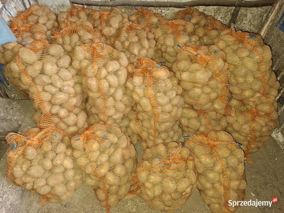 Ziemnikai soraya Kalina Mała sprzedam
