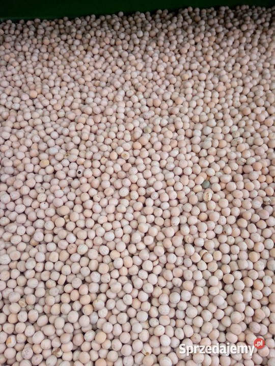 groch groszek siewny Pińczów