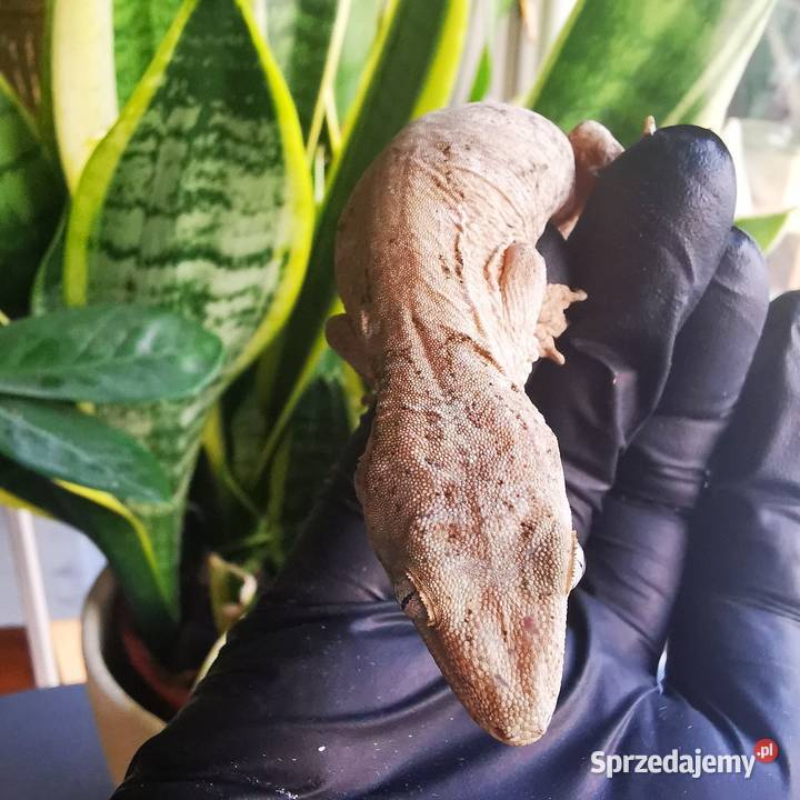 Gekon Olbrzymi Rhacodactylus Lechianus Kraków