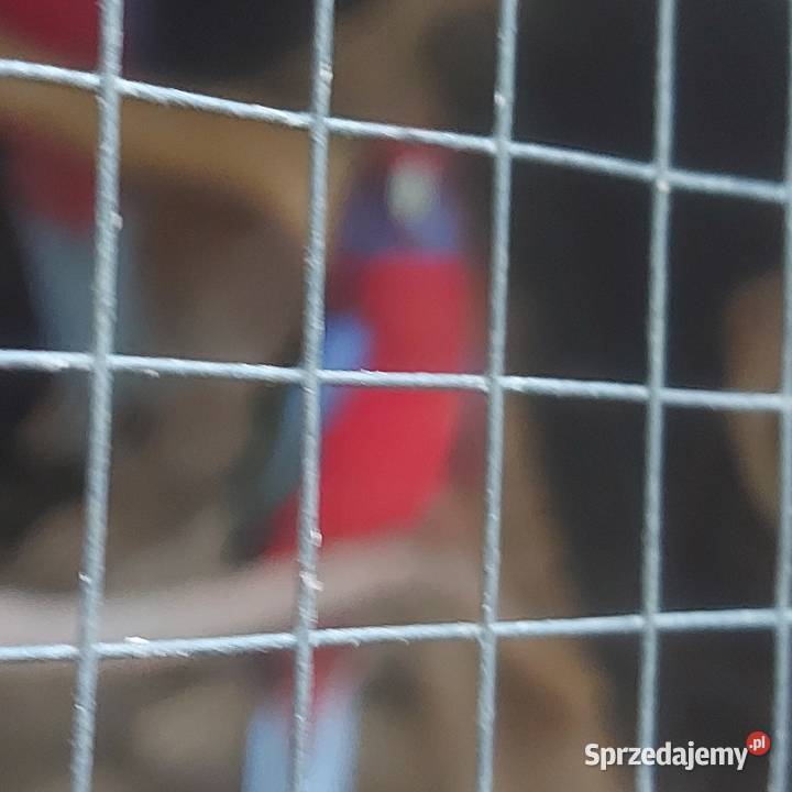 Papugi Rozele Królewskie mazowieckie Mińsk Mazowiecki