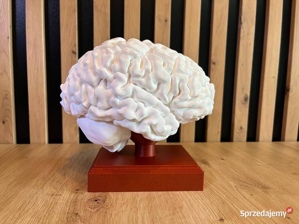 Model anatomiczny mózgu skala 11 Rybnik sprzedam